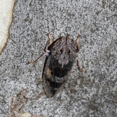 Stenocotis depressa (Leafhopper) at Higgins, ACT - 26 Feb 2022 by AlisonMilton