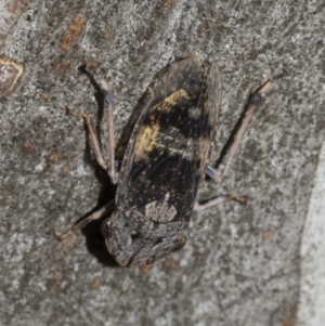 Stenocotis depressa at Higgins, ACT - 26 Feb 2022 11:52 AM