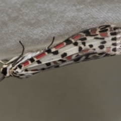 Utetheisa pulchelloides (Heliotrope Moth) at Higgins, ACT - 27 Nov 2022 by AlisonMilton
