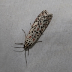 Utetheisa lotrix at Higgins, ACT - 28 Nov 2022 07:58 AM