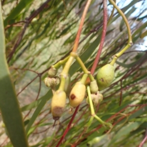 Amyema miquelii at Godfreys Creek, NSW - 26 Nov 2022