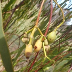 Amyema miquelii (Box Mistletoe) at Godfreys Creek, NSW - 26 Nov 2022 by drakes