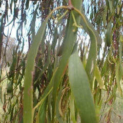 Amyema miquelii at Godfreys Creek, NSW - 26 Nov 2022