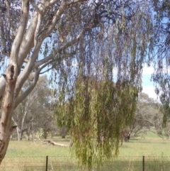 Amyema miquelii at Godfreys Creek, NSW - 26 Nov 2022