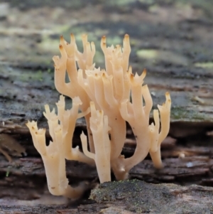 Artomyces sp. at Cotter River, ACT - 21 Apr 2022