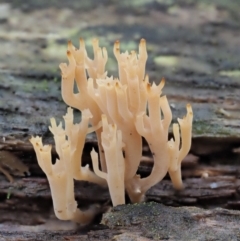 Artomyces sp. (A coral fungus) at Cotter River, ACT - 21 Apr 2022 by KenT