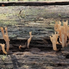 Artomyces sp. at Cotter River, ACT - 21 Apr 2022