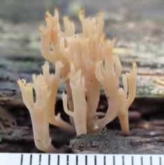 Artomyces sp. at Cotter River, ACT - 21 Apr 2022