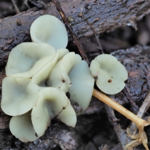 Hymenoscyphus at Cotter River, ACT - 21 Apr 2022