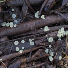 Hymenoscyphus at Cotter River, ACT - 21 Apr 2022