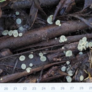 Hymenoscyphus at Cotter River, ACT - 21 Apr 2022