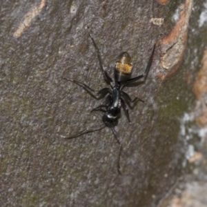 Camponotus aeneopilosus at McKellar, ACT - 25 Aug 2022 12:44 PM