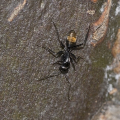 Camponotus aeneopilosus (A Golden-tailed sugar ant) at McKellar, ACT - 25 Aug 2022 by AlisonMilton
