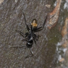 Camponotus aeneopilosus at McKellar, ACT - 25 Aug 2022 12:44 PM