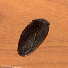 Laxta granicollis (Common bark or trilobite cockroach) at Higgins, ACT - 28 Nov 2022 by AlisonMilton