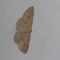 Epicyme rubropunctaria (Red-spotted Delicate) at Higgins, ACT - 28 Nov 2022 by AlisonMilton