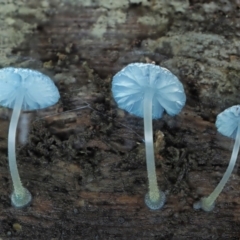 Mycena interrupta (Pixie's Parasol) at Cotter River, ACT - 21 Apr 2022 by KenT