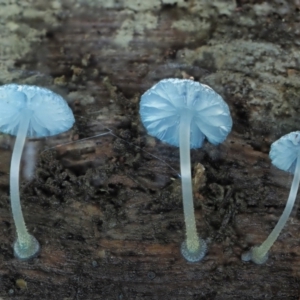 Mycena interrupta at Cotter River, ACT - 21 Apr 2022 01:26 PM