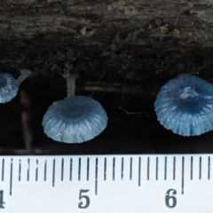 Mycena interrupta at Cotter River, ACT - 21 Apr 2022 01:26 PM