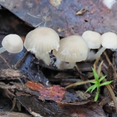 Mycena sp. (genus) (Mycena) at Cotter River, ACT - 21 Apr 2022 by KenT
