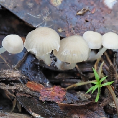 Mycena sp. (genus) (Mycena) at Cotter River, ACT - 21 Apr 2022 by KenT
