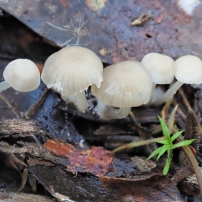 Mycena sp. (Mycena) at Cotter River, ACT - 21 Apr 2022 by KenT