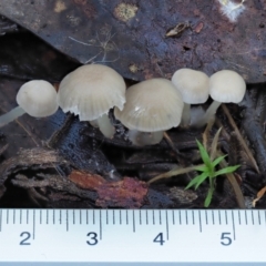 Mycena sp. at Cotter River, ACT - 21 Apr 2022