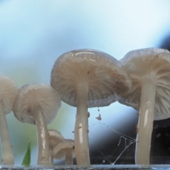 Mycena sp. at Cotter River, ACT - 21 Apr 2022