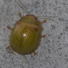 Paropsisterna hectica (A leaf beetle) at McKellar, ACT - 25 Aug 2022 by AlisonMilton