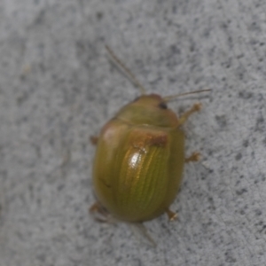 Paropsisterna hectica at McKellar, ACT - 25 Aug 2022