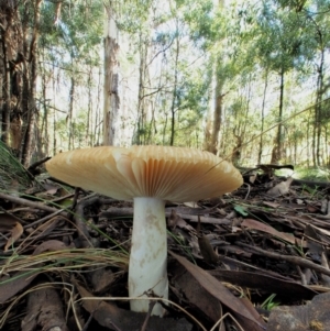 Russula neerimea at Cotter River, ACT - 21 Apr 2022