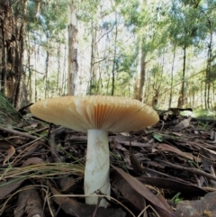 Russula neerimea at Cotter River, ACT - 21 Apr 2022 by KenT