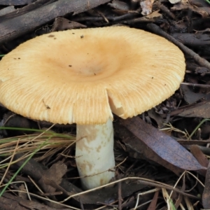 Russula neerimea at Cotter River, ACT - 21 Apr 2022 12:59 PM