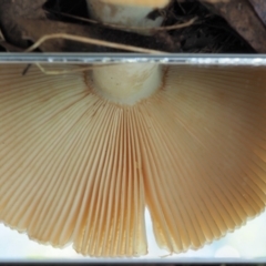 Russula neerimea at Cotter River, ACT - 21 Apr 2022 12:59 PM