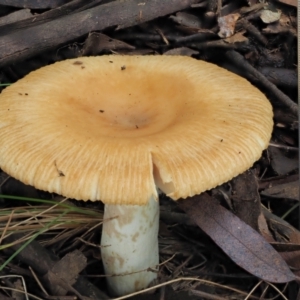 Russula neerimea at Cotter River, ACT - 21 Apr 2022