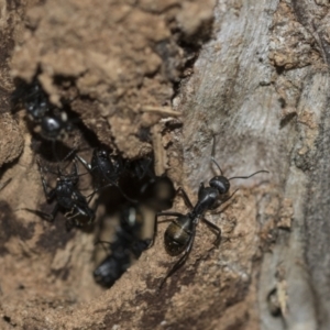 Camponotus aeneopilosus at McKellar, ACT - 25 Aug 2022 12:56 PM