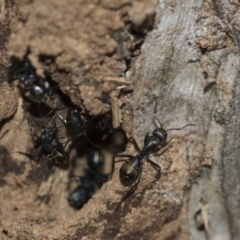 Camponotus aeneopilosus (A Golden-tailed sugar ant) at Lake Ginninderra - 25 Aug 2022 by AlisonMilton