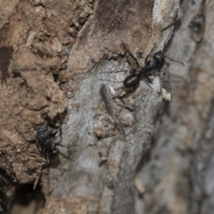 Camponotus aeneopilosus at McKellar, ACT - 25 Aug 2022 12:56 PM