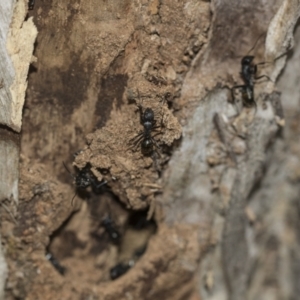 Camponotus aeneopilosus at McKellar, ACT - 25 Aug 2022