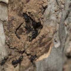Camponotus aeneopilosus at McKellar, ACT - 25 Aug 2022