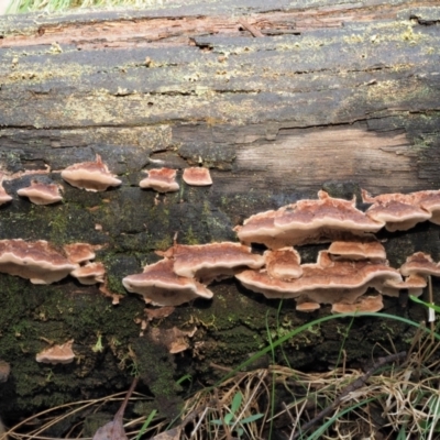 Rhodofomitopsis lilacinogilva complex (Lilac Shelf Fungus) at Namadgi National Park - 21 Apr 2022 by KenT