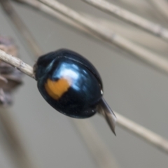 Orcus bilunulatus (Ladybird beetle) at Lake Ginninderra - 25 Aug 2022 by AlisonMilton