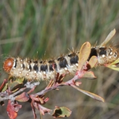 Unidentified Moth (Lepidoptera) at Namadgi National Park - 1 Dec 2022 by Harrisi