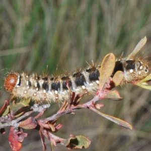 Pterolocera (genus) at Mount Clear, ACT - 1 Dec 2022