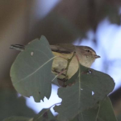 Smicrornis brevirostris (Weebill) at Scullin, ACT - 26 Aug 2022 by AlisonMilton