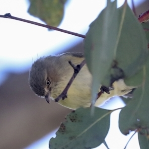 Smicrornis brevirostris at Scullin, ACT - 26 Aug 2022 10:32 AM