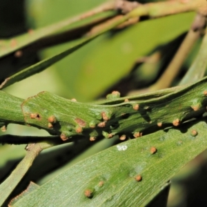 Uromycladium robinsonii at suppressed - 21 Apr 2022