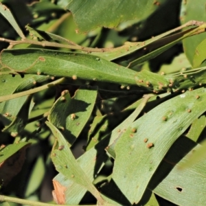 Uromycladium robinsonii at suppressed - suppressed