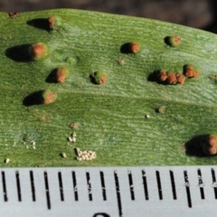 Uromycladium robinsonii at Cotter River, ACT - 21 Apr 2022