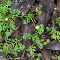Leptinella filicula (Mountain Cotula) at Namadgi National Park - 21 Apr 2022 by KenT